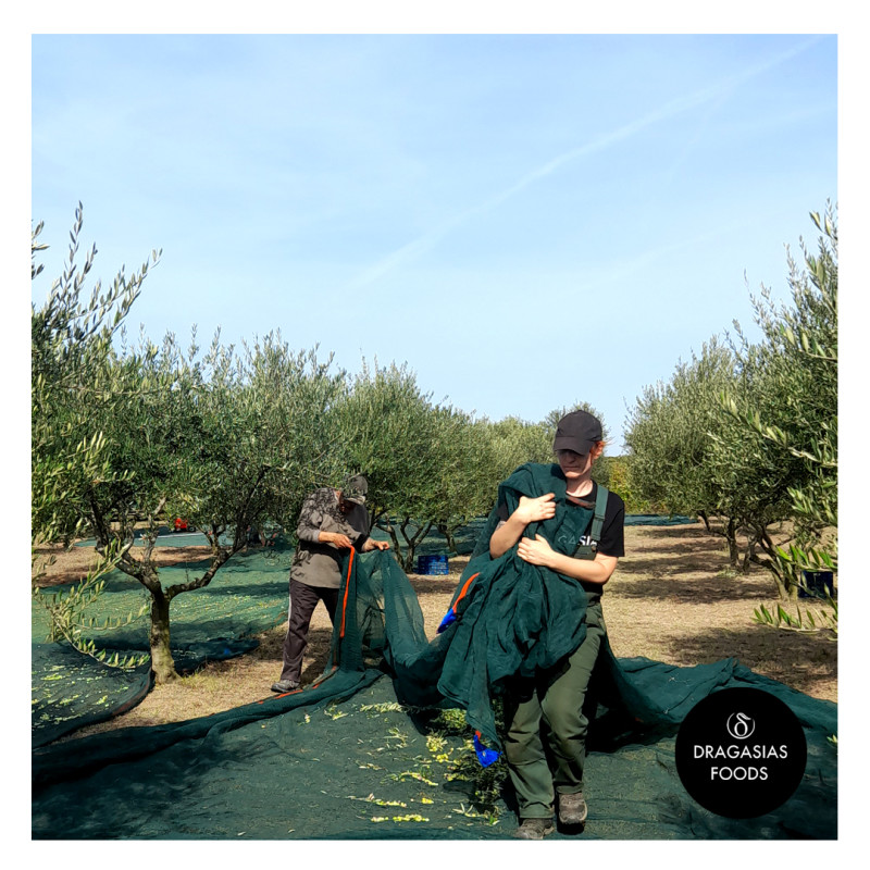 Olivenernte 2023 mit Dragasias Foods - Frisches Olivenöl in the Making